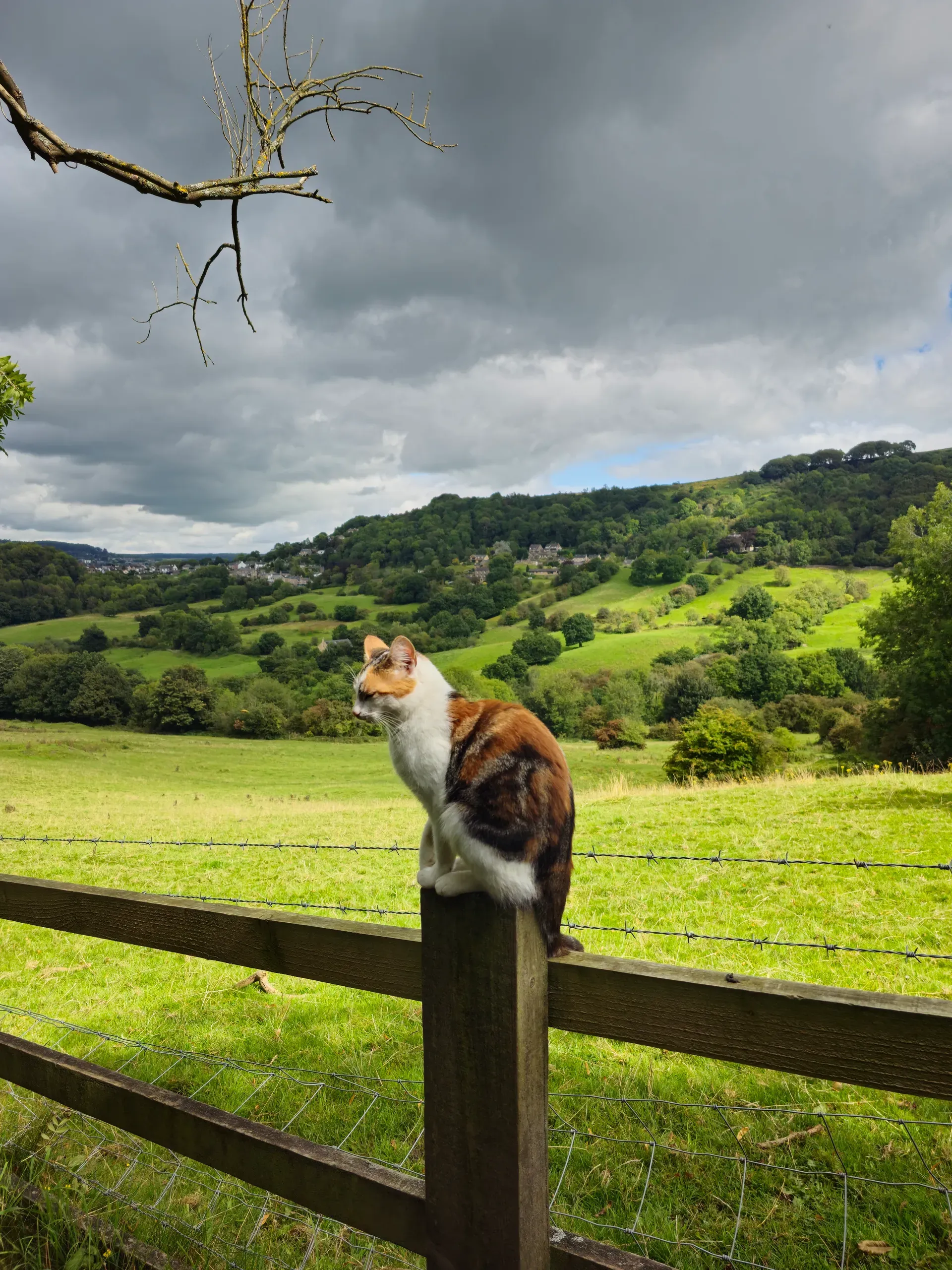 A calico cat sits on a wooden fence post above rolling green fields and a distant stone village.